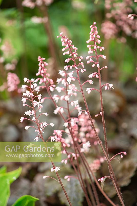 Heuchera 'volants au chocolat'