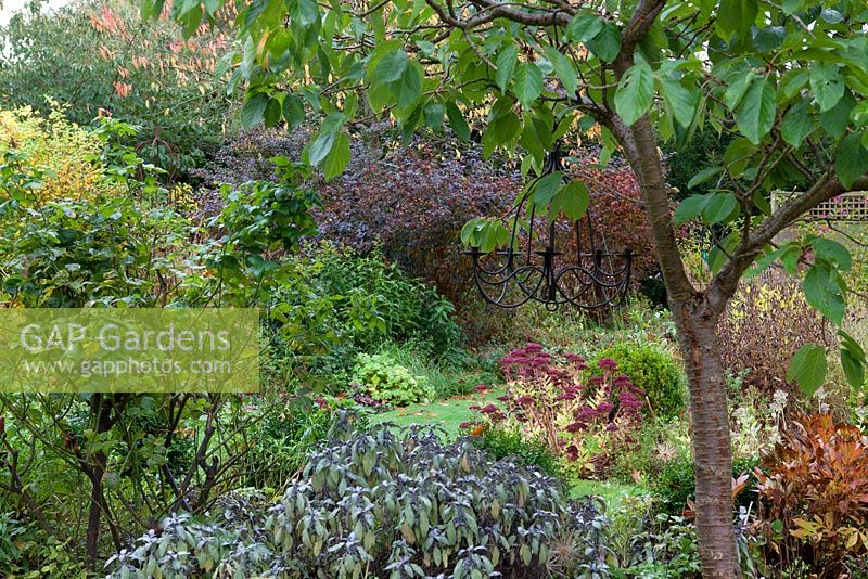 Jardin d'automne avec lustre extérieur, prunus, sedum et plectranthus