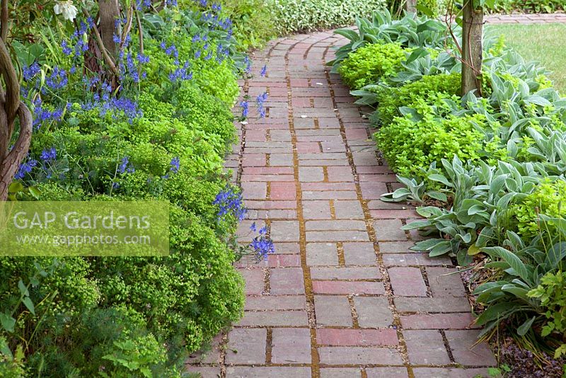 Plantation le long du chemin, Stachys byzantina 'Big Ears', Origanum vulgare, Veronica austriaca subs. teucrium 'Crater Blue Lake'