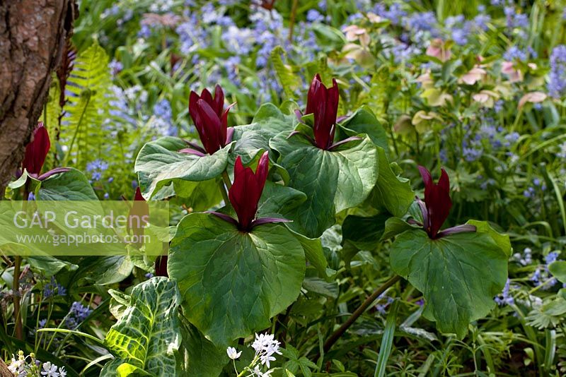 Trillium chloropetalum var. giganteum au printemps