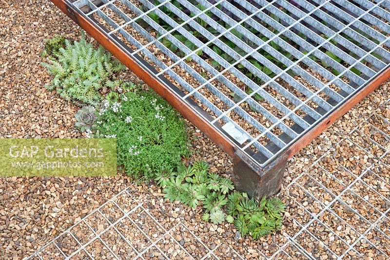 Espace pour se connecter et grandir - vue sur le jardin à partir de matériaux industriels récupérés et réutilisés surélevés en bois, terrasse en bois sur gravier avec des plantes succulentes sempervivum sedums -