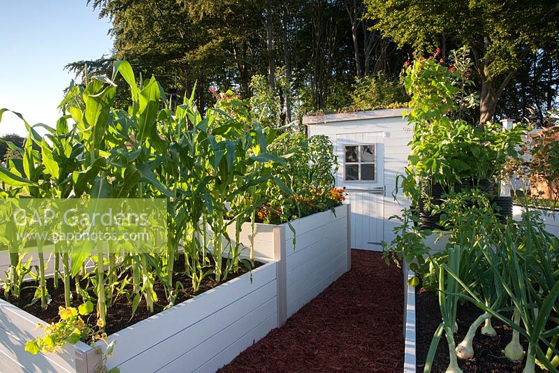 The Forgotten Corner - abri de jardin et parterres de fleurs surélevés cultivant des légumes - tomates Oignon Mammouth Sweetcorn Saville haricots Marmande - Designer - Carl Gerrard - Sponsor - PM Training
