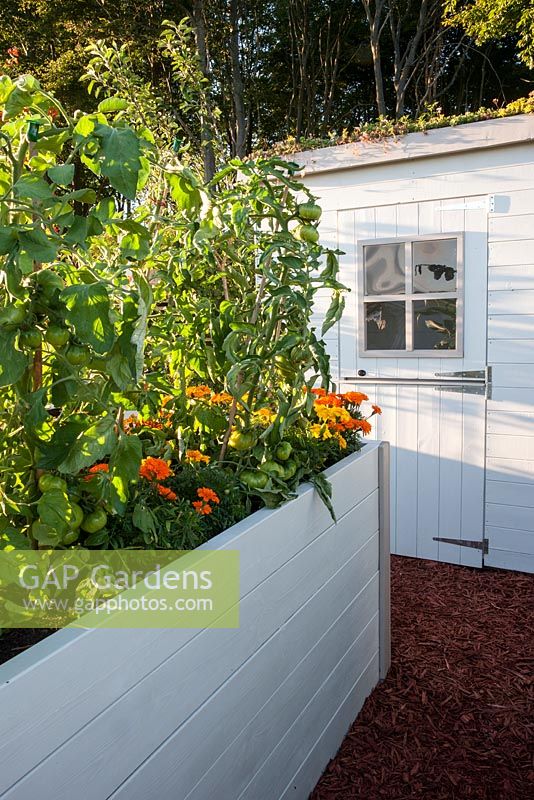 The Forgotten Corner - abri de jardin et parterres de fleurs surélevés cultivant des tomates marmande et des plantes de souci
