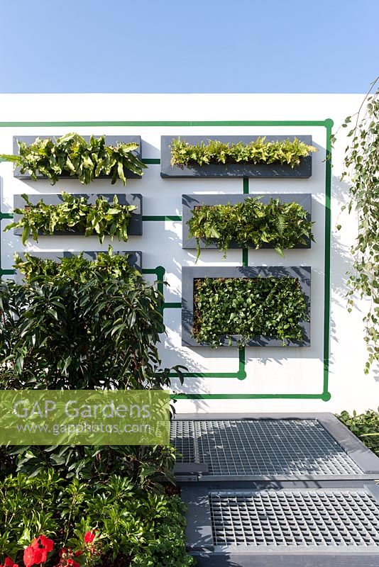 Mur vivant planté de fougères et de lierre - Digital Green