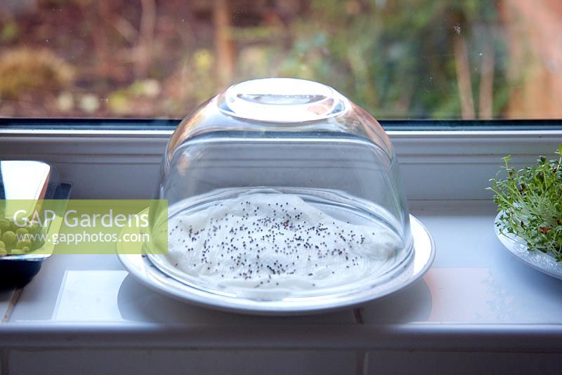 Un bol en verre fait une serre idéale pour vos micro-verts