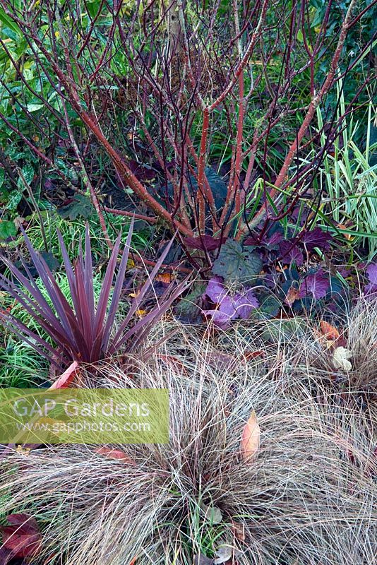 Carex comans bronze avec Cordyline violet