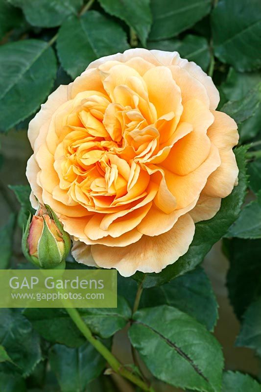 Rosa 'Crown Princess Margareta' - David Austin Rose Garden, Shropshire, Royaume-Uni