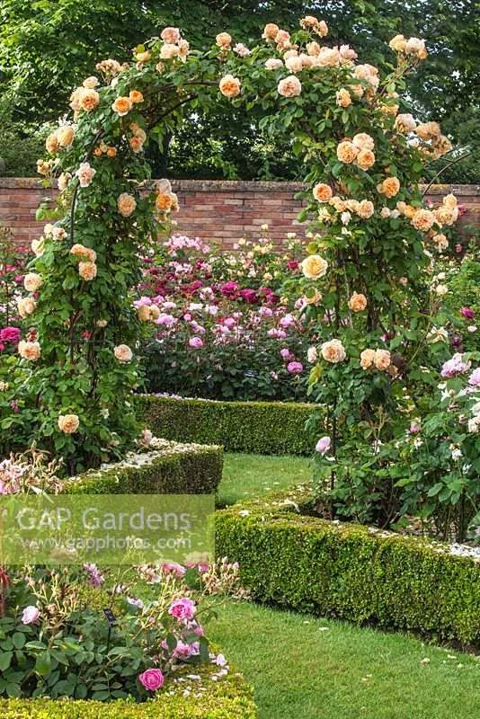 Arc avec escalade 'Crown Princess Margareta' Rosa et Buxus parterres de fleurs - Couverture de boîte - David Austin Rose Garden, Shropshire, Royaume-Uni