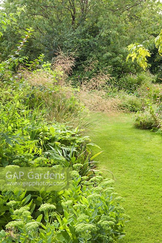 L'arbuste, Hall Farm Garden à Harpswell près de Gainsborough dans le Lincolnshire. Juillet 2014.