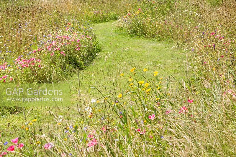 La prairie fleurie. Hall Farm Garden à Harpswell près de Gainsborough dans le Lincolnshire. Juillet 2014.