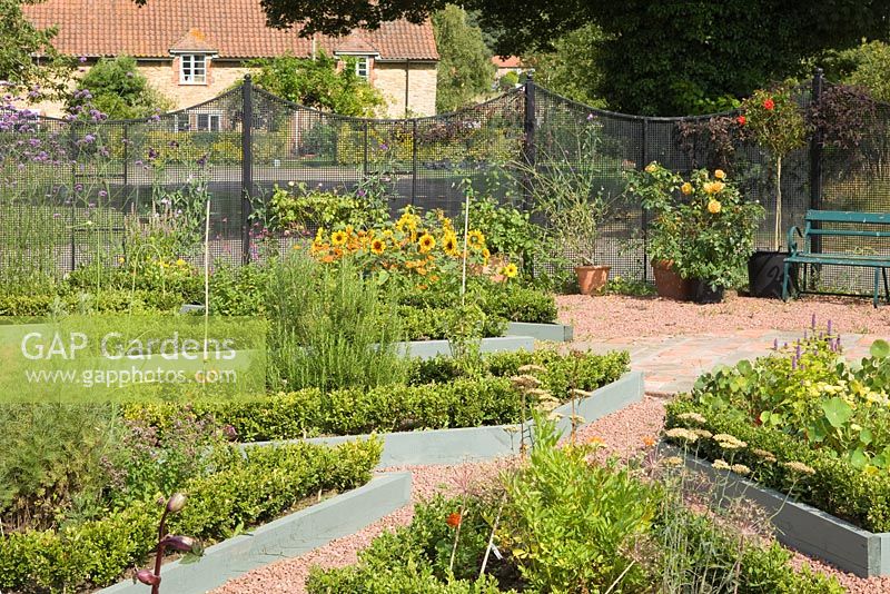 Parterre avec bordures végétales bordées de boîte. Annuelles et herbes mixtes. Hall Farm Garden à Harpswell près de Gainsborough dans le Lincolnshire. Août 2014.