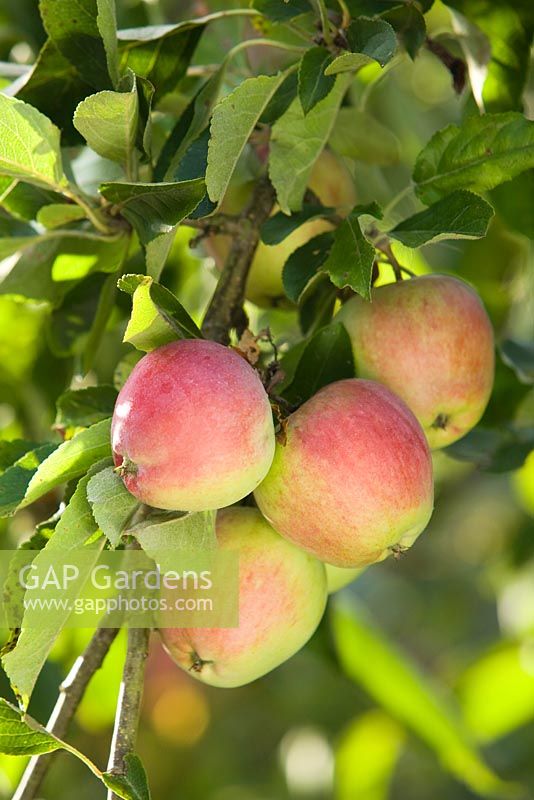 Malus - Apple Discovery. Hall Farm Garden à Harpswell près de Gainsborough dans le Lincolnshire. Août 2014.