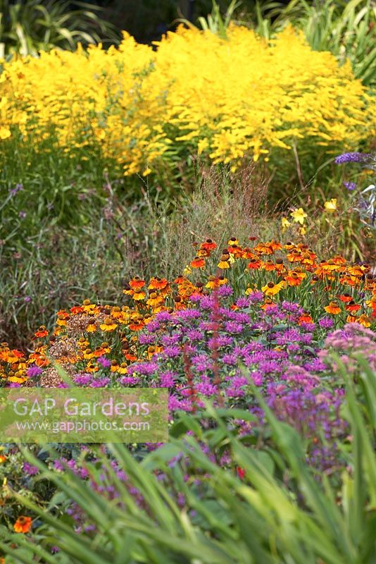 'The Hot Garden 'à RHS Rosemoor - Helenium' Sahins Early Flowerer ', Monarda' Prarienach 'et Solidago' Goldenmosa '