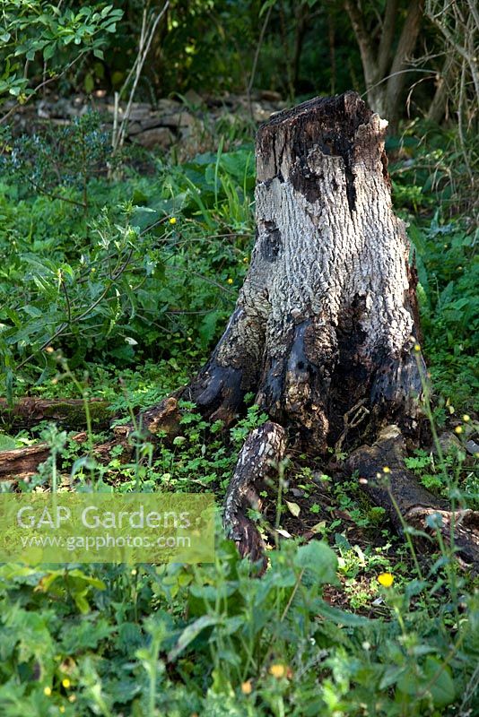 Les souches d'arbres pourris sont un paradis pour la faune