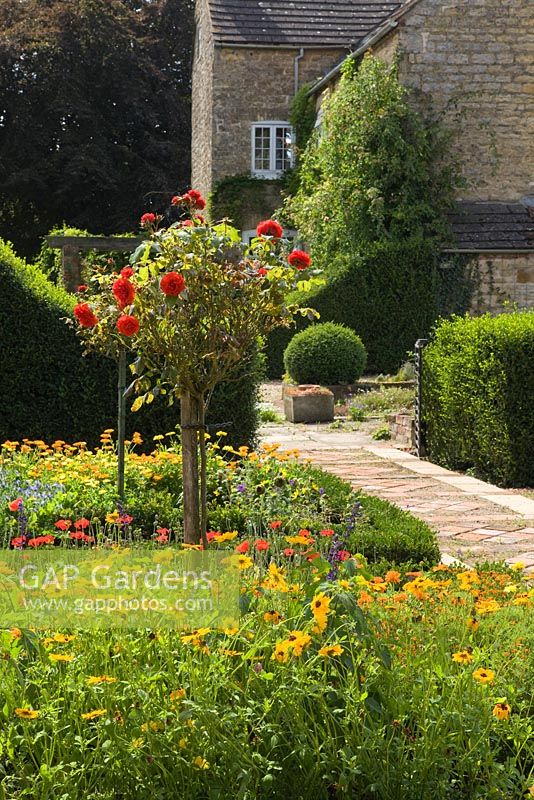 Parterre avec parterres bordés de boîtes. Rose standard 'Souvenir' et mixtes annuelles et herbes. Hall Farm Garden à Harpswell près de Gainsborough dans le Lincolnshire. Août 2014.