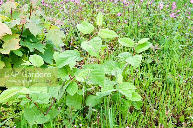 Fallopia japonica - Renouées du Japon - mauvaises herbes envahissantes parmi la flore britannique indigène