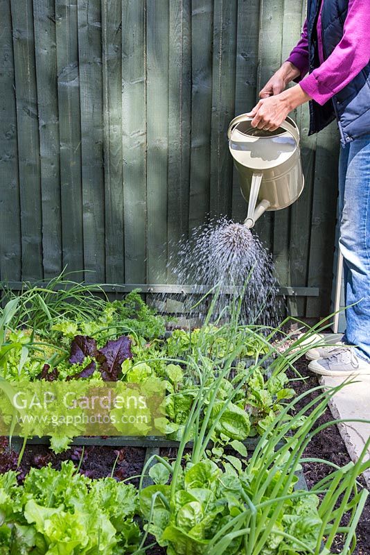 Arroser les légumes dans un parterre de jardinage de pied carré