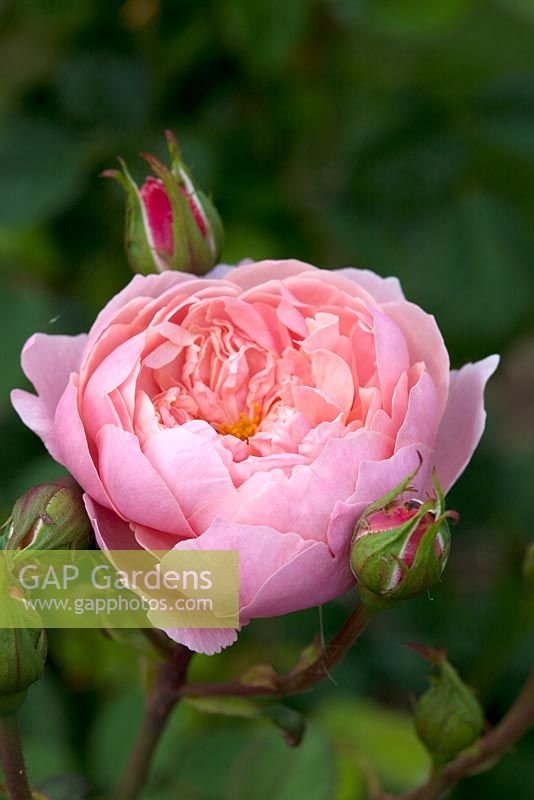 Rosa 'La rose d'Alnwick'
