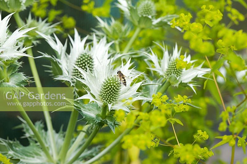 Vol stationnaire sur Eryngium giganteum en été