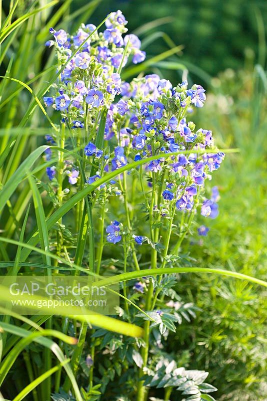 Polemonium caeruleum