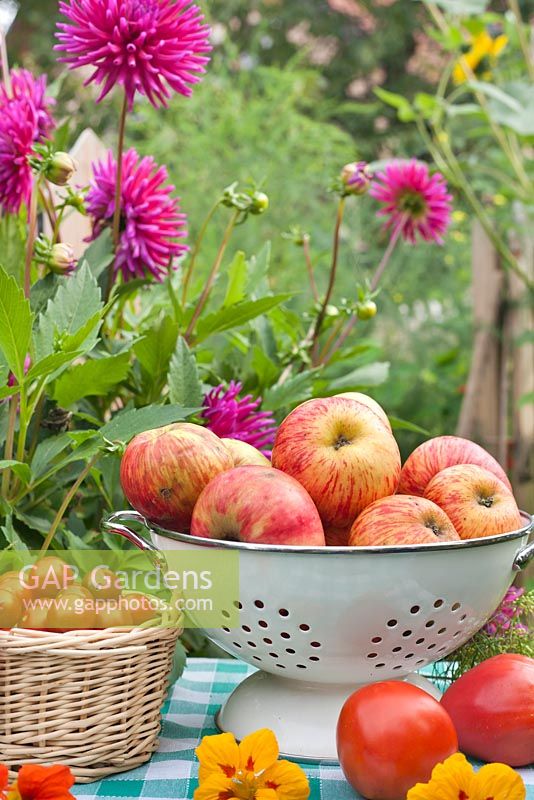 Passoire de pommes récoltées Malus 'Gravensteiner' et panier de tomates cerises sur la table.