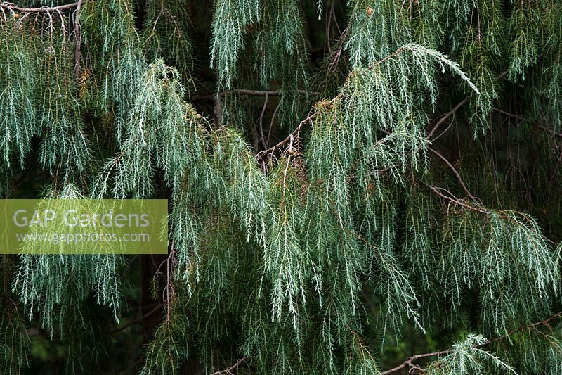 Juniperus cedrus - Îles Canaries Genévrier avec cônes de graines - août - Gloucestershire