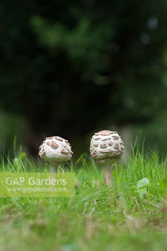 Macrolepiota procera - Champignons parasols dans la campagne anglaise - Août - Oxfordshire