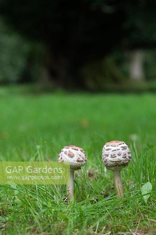 Macrolepiota procera - Champignons parasols dans la campagne anglaise - Août - Oxfordshire