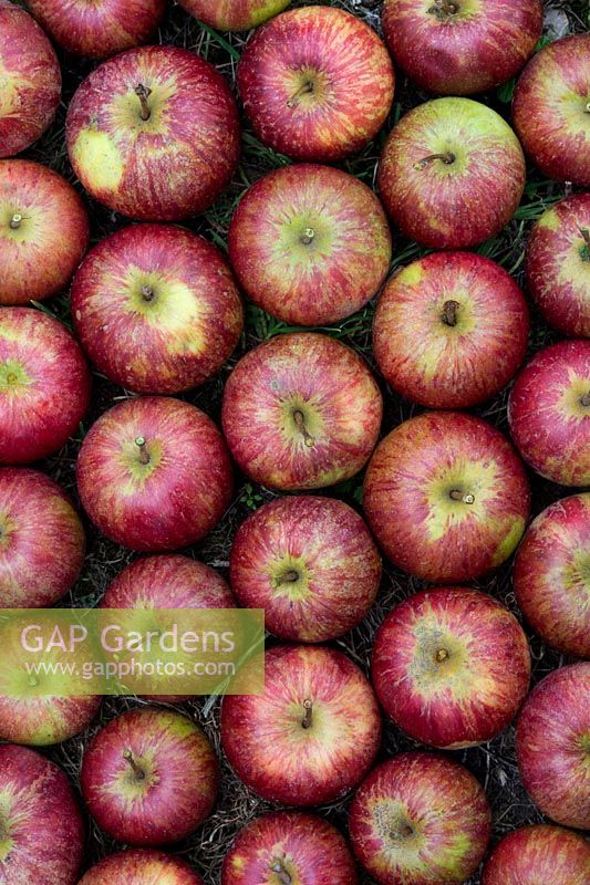 Malus domestica - Pommes 'Red Ellison' - Septembre - Oxfordshire