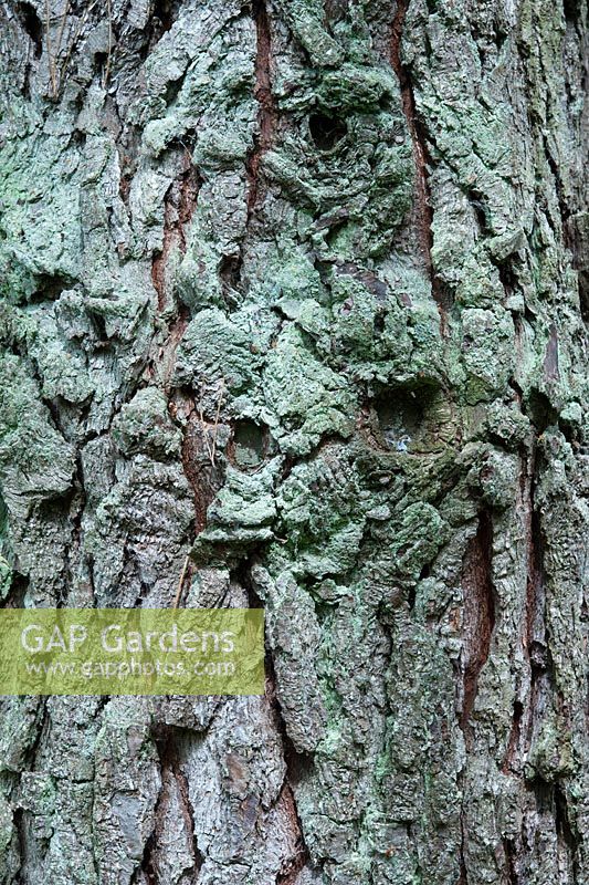 Écorce de Pinus muricata 'Bishop Pine' - août - Gloucestershire