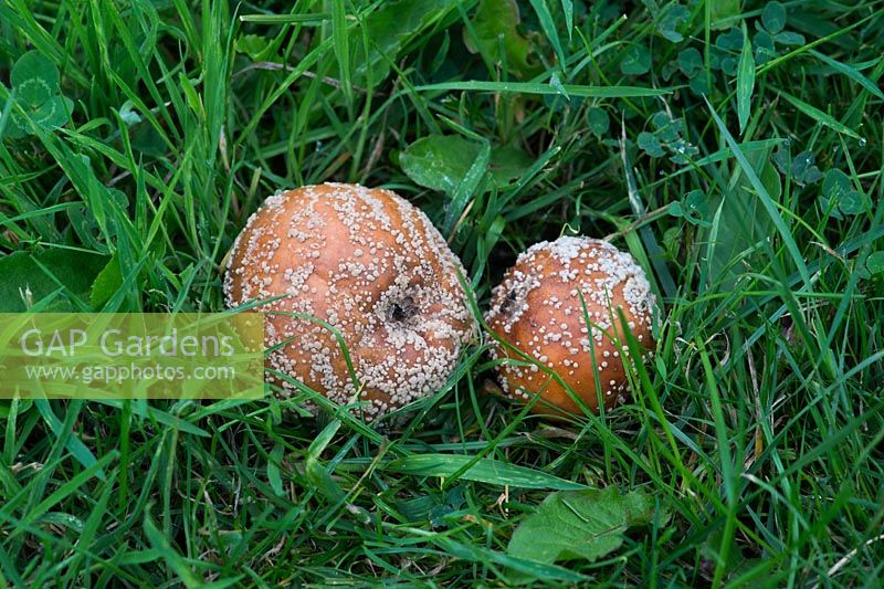 Malus domestica - Pommes tombées avec pourriture brune - Août - Oxfordshire