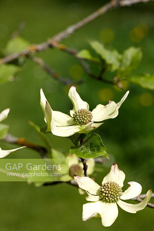 Cornus nuttallii 'Portlemouth' - avril