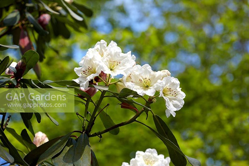 Rhododendron decorum - mai