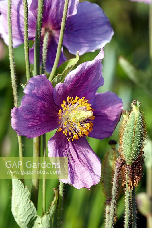 Meconopsis baileyi 'Hensol Violet' - juin