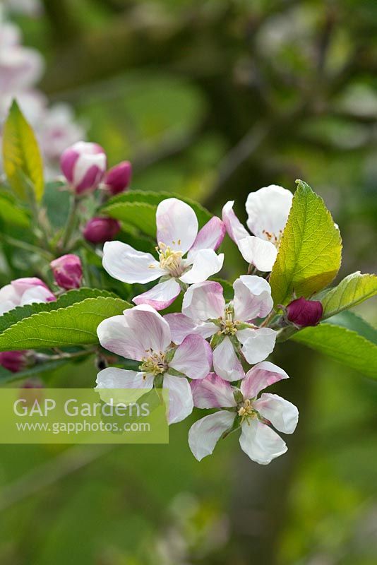 Malus domestica - Pomme 'Greensleeves' en fleur