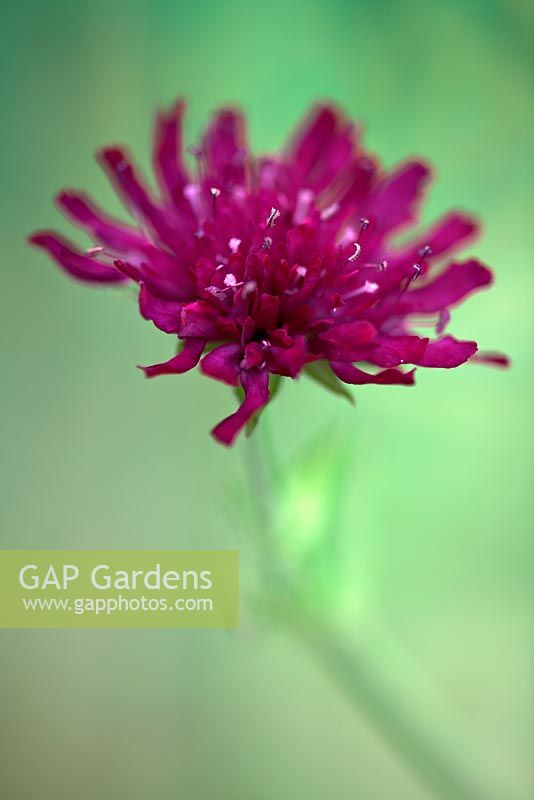 Knautia 'Red Knight' - Scabieuse macédonienne