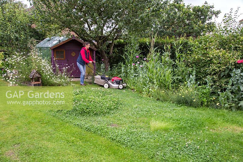 Création d'un monticule de trèfle - Femme tondant la pelouse dans son jardin arrière.