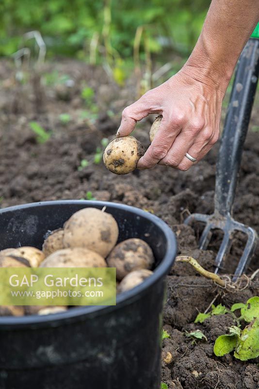 Récolte de pommes de terre 'Premiere' dans une bordure de légumes d'attribution
