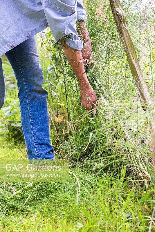 Femme enlevant la prêle - Equisetum arvense, d'un lotissement