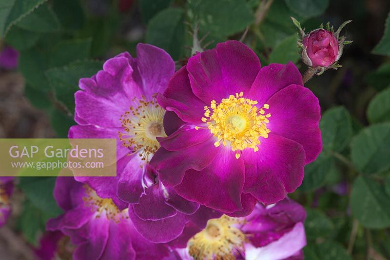Rosa gallica 'Violacea', synonyme Rosa 'La Belle Sultane'