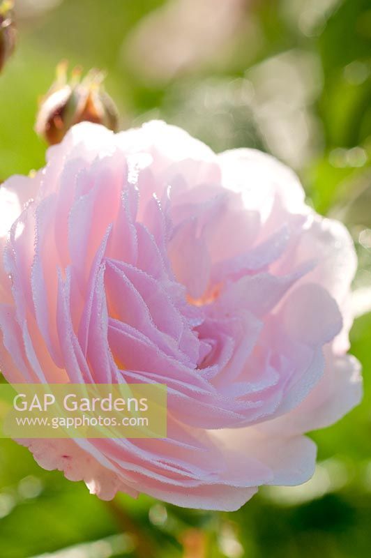 Rosa 'Pink Prosperty' - Rose musquée hybride