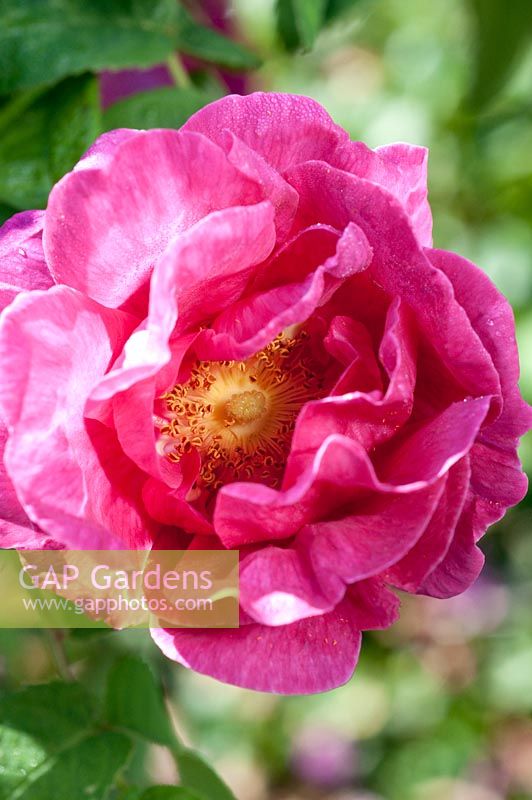 Rosa gallica 'Conditorum'