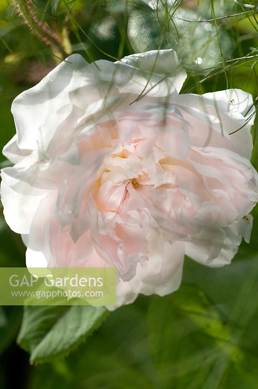 Rosa 'centifolia muscosa' alba