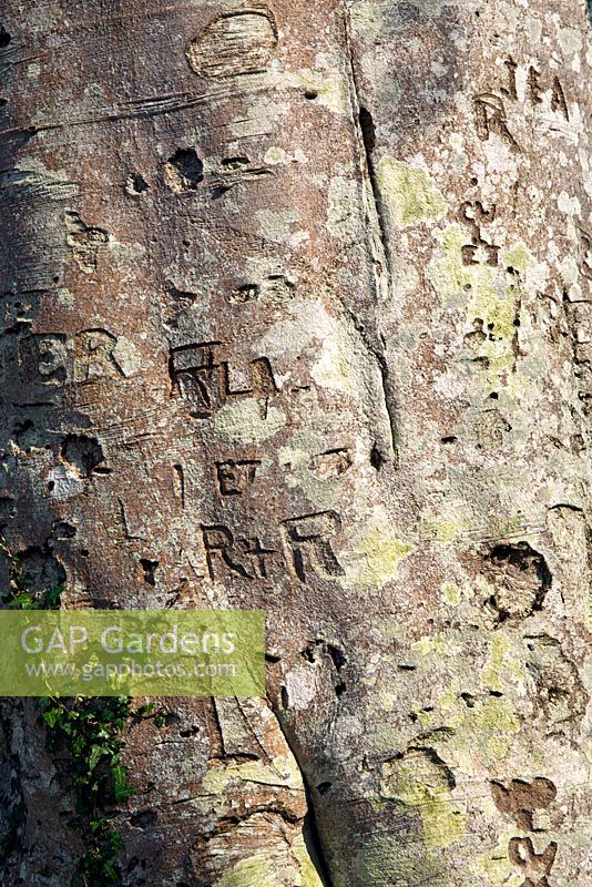 Écorce d'arbre montrant des initiales sculptées sur un grand tronc d'arbre à Maenan Hall (NGS) au nord du Pays de Galles