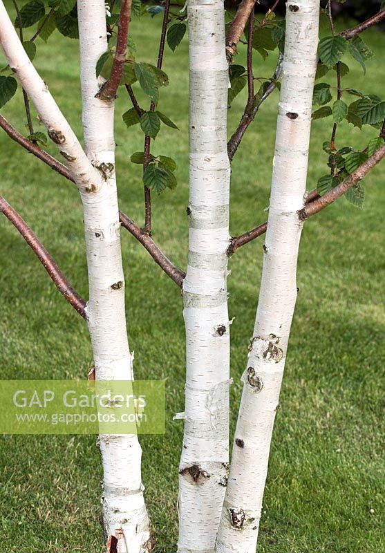 Betula Utilis Jacquemontii 'Grayswood Ghost' Bouleau à écorce blanche dans le jardin à Cannock Wood Staffordshire