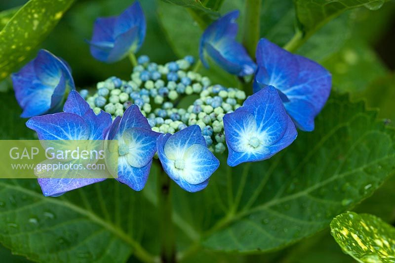 Hydrangea Macrophylla 'Teller Blue' blue flowerhead en été, au jardin High Meadow dans le Staffordshire