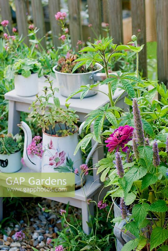 Plantes à fleurs roses et violettes, y compris les zinnias et agastache en pots sur le patio