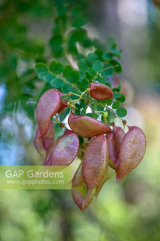 Colutea arborescens - vessie séné