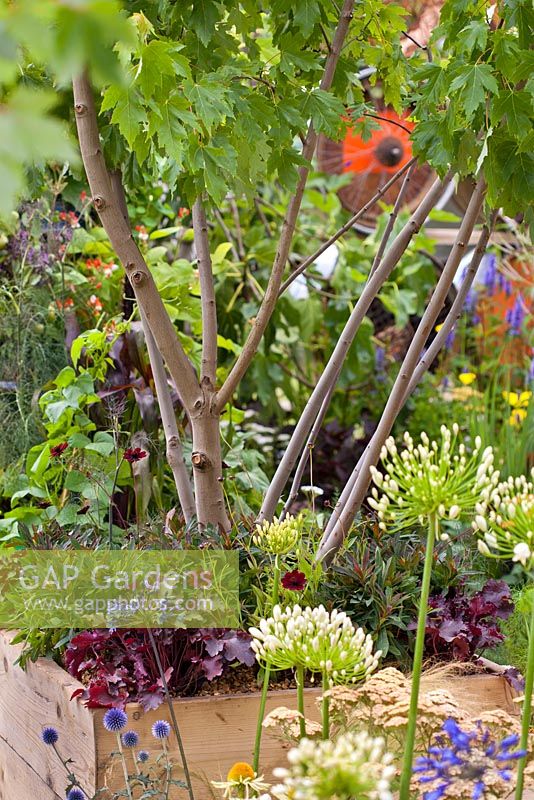 Érable et vivaces plantés dans un parterre de fleurs surélevé dans un jardin contemporain. Espace pour se connecter et grandir.