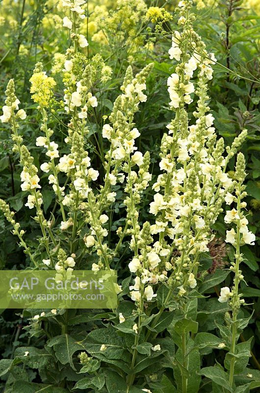 Verbascum 'Gainsborough', hauts épis de fleurs jaune pâle en parterre de fleurs